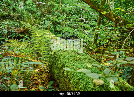Grünen Wald im Herbst, die Schienen im Sommer in Deutschland zu sein, Wermelskirchen Stockfoto
