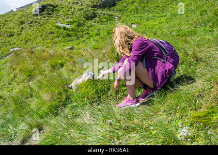 SALZBURGER LAND, Österreich - 20 August 2018: Junge Frau touristische Fütterung ein Murmeltier auf der Großglockner Hochalpenstraße, an einem heißen Tag im Sommer Stockfoto
