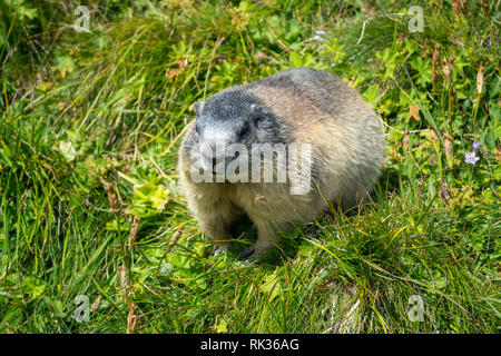Nahaufnahme eines gut gefüttert Marmot auf der Großglockner Hochalpenstraße, während einer Reise Sommerurlaub Stockfoto