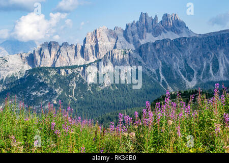 Malerische Landschaft am Passo di Giau, Südtirol, Dolomiten, Italien, mit rosa fireweed Wildblumen in Vordergrund und Spiky, rocky, Bergrücken Stockfoto