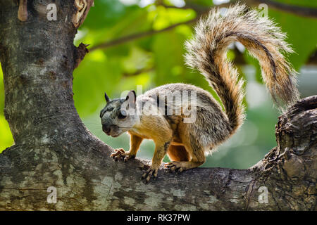 Bunte Eichhörnchen (Sciurus variegatoides) Stockfoto