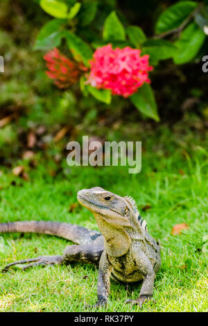 Stachelige Tailed Iguana (Ctenosaura Imilis) Stockfoto