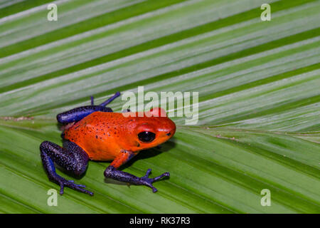 Strawberry Poison Dart Frog (Oophaga pumilio) Stockfoto