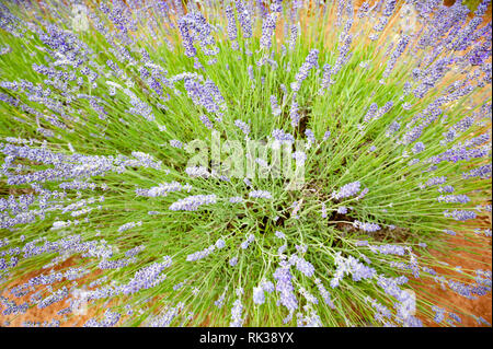 Lavender Farm, Nabowla, Tasmanien, Australien Stockfoto