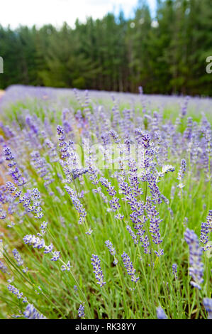 Lavender Farm, Nabowla, Tasmanien, Australien Stockfoto