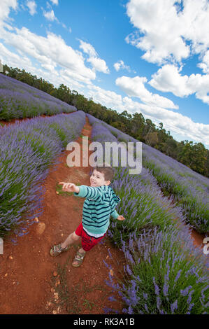 Lavender Farm, Nabowla, Tasmanien, Australien Stockfoto