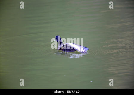 Bär pochard oder Sibirische pochard oder Sibirische (Aythya baeri) männlich in Japan Stockfoto