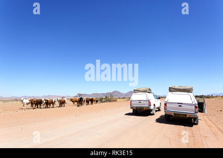 4WD Autos auf Staub der Straße warten auf Rinder zu überqueren, Namibia Stockfoto