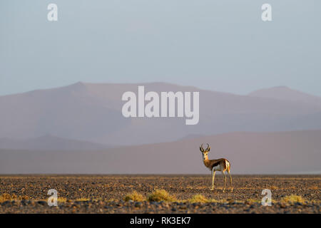 Springbock - Antidorcas marsupialis, schöne iconic antelop von Southern African Büsche und Ebenen, Wüste Namib, Namibia. Stockfoto