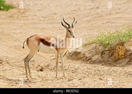 Springbock - Antidorcas marsupialis, schöne iconic antelop von Southern African Büsche und Ebenen, Wüste Namib, Namibia. Stockfoto