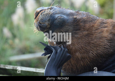 Südamerikanischen Seelöwen an der Cornish Seal Sanctuary. Stockfoto