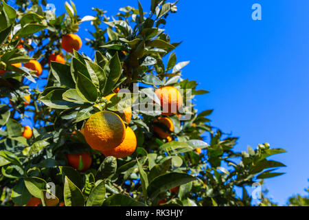 Drei Orangen am Baum in einer sizilianischen Landschaft Stockfoto