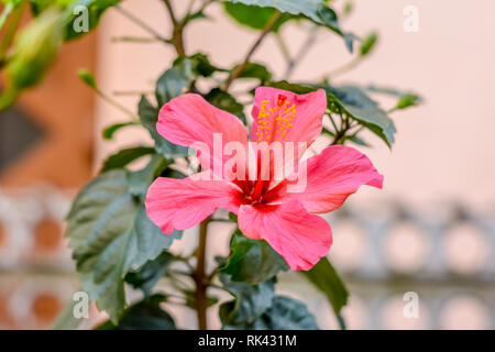 Eine Chaba Blume (Hibiscus rosa-sinensis) chinesische Rose, rote Farbe, auf aufwärts Richtung, blühen in Morgensonne in isolierten Hintergrund. Jahrgang f Stockfoto