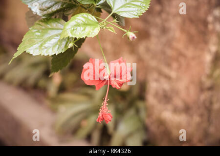 Eine Chaba Blume (Hibiscus rosa-sinensis) chinesische Rose, rote Farbe, nach unten hängend, blühen in Morgensonne in isolierten Hintergrund. Vintage film Stockfoto