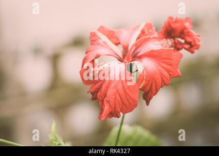 Eine Chaba Blume (Hibiscus rosa-sinensis) chinesische Rose, rote Farbe, blühen in Morgensonne in isolierten Hintergrund. Vintage Film anschauen, kopieren s Stockfoto