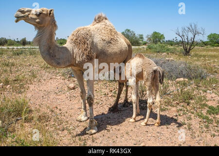 Junge kamel Kalb Fütterung von seiner Mutter Stockfoto