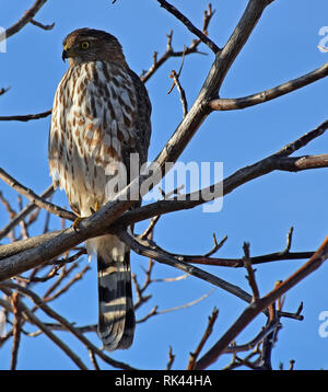 Prairie Falcon aus der Nähe Stockfoto