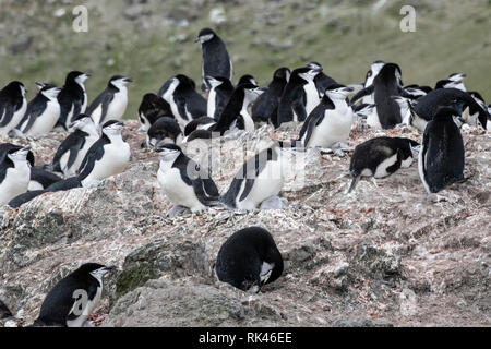 Zügelpinguin Gruppe von Erwachsenen und jungen Küken in Kolonie, Antarktis Stockfoto