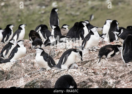 Zügelpinguin Gruppe von Erwachsenen und jungen Küken in Kolonie, Antarktis Stockfoto