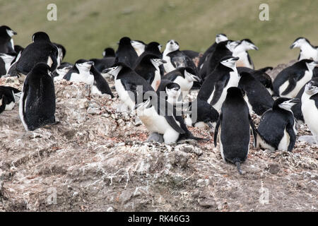 Zügelpinguin Gruppe von Erwachsenen und jungen Küken in Kolonie, Antarktis Stockfoto