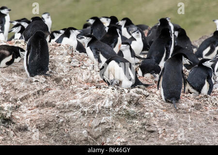 Zügelpinguin Gruppe von Erwachsenen und jungen Küken in Kolonie, Antarktis Stockfoto