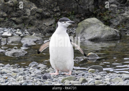 Zügelpinguin Erwachsenen auf dem Strand in der Antarktis Stockfoto
