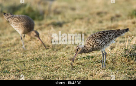 Curlew - Numenius arquata - auf Grünland auf der Suche nach Nahrung Stockfoto