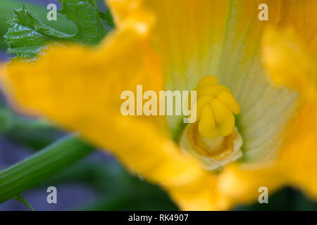 Nahaufnahme der weiblichen Blüten eines Kürbis Anlage Stockfoto