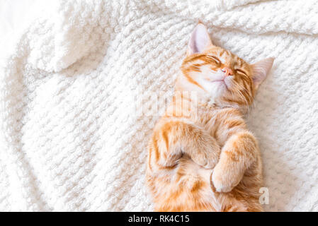 Ginger cat Schlafen auf weiche, weiße Decke, ein gemütliches Heim und Konzept entspannen, cute rot oder Ingwer Katze. Stockfoto