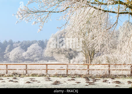 Schönen ländlichen winter Szene mit Frost auf Bäumen und einem Zwei rail Holzzaun. Strahlend blauer Himmel und gefrorene Felder mit Mole Hügel Stockfoto