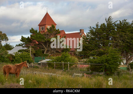 Pferd Weiden in einem Feld hinter der historischen Christchurch Kathedrale in Stanley, der Hauptstadt der Falkland Inseln. Zwischen 1890 - 1892 erbaut. Stockfoto