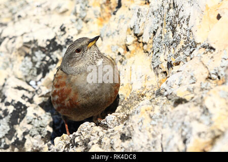 Close-up eine alpine accentor (Prunella collaris) ist ein Schmetterling (Tagfalter) aus, das auf einem Felsen im Winter Sonnenschein Stockfoto