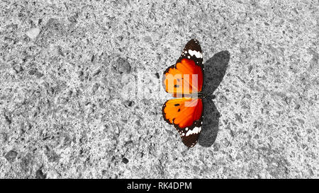 Ein Schmetterling Danaus Chrysippus, Plain Tiger, ruht auf einer Betonwand: seine Schönheit und Eleganz im Gegensatz zu der Rauheit der Rohstoff Stockfoto