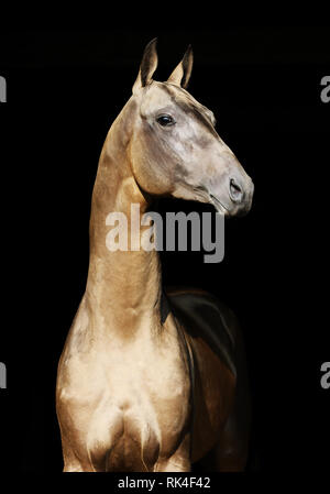 Glänzend Golden Horse auf schwarzem Hintergrund ist auf der Suche nach rechts stellen. Vertikale, Portrait. Stockfoto