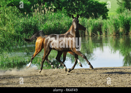 Zwei Pferde über den Boden läuft im Trab in der Nähe von Wasser fliegen im Sommer Feld. Horizontale, seitwärts, in Bewegung. Stockfoto