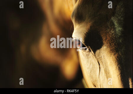 Nahaufnahme eines Bay Horse Eye und den Kopf in die Kamera schaut in das natürliche Sonnenlicht. Horizontale, Porträt, Ansicht von vorne. Stockfoto