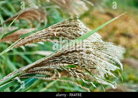 Blütenrispen seidig Ährchen der chinesischen Silber Gras oder eulalia japonica oder Miscanthus sinensis, schöne Farben Harmonie, Stockfoto