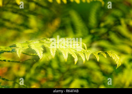 Kleine Blatt aus weichem Schild Farn polystichum setiferum auch genannt wird, ist der Hintergrund unscharf ist Grün, Harmonie in der Natur Stockfoto