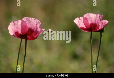 Eine Biene fliegt von einem rosa Mohn (Papaver) T0. Stockfoto