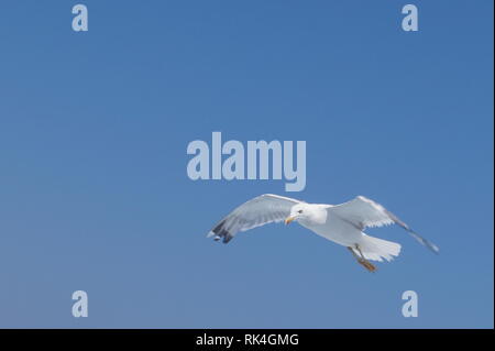 Eine Möwe fliegt in den Himmel Stockfoto