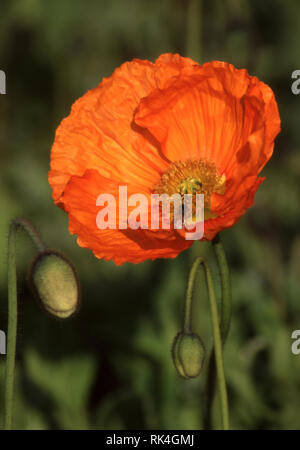 NAHAUFNAHME EINER ORANGEN ISLÄNDISCHEN MOHNBLUME (PAPAVER NUDICAULE) Stockfoto