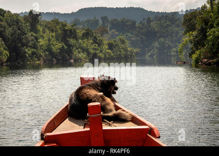 Kambodscha, Koh Kong Provinz, Tatai, Hund auf dem Bug des Bootes Reise nach Tatai fällt auf Tatai Fluss Stockfoto