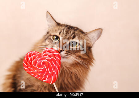 Valentinstag Hintergrund. Schöne flauschige Katze schnuppert einen herzförmigen Lutscher auf einem beigen Hintergrund, close-up. Grußkarte. Stockfoto