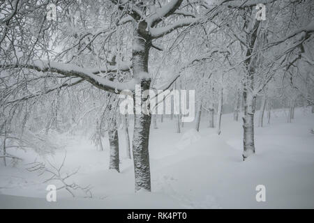 Magic winter wonderland Wald mit vielen Schnee in der Toskana Stockfoto