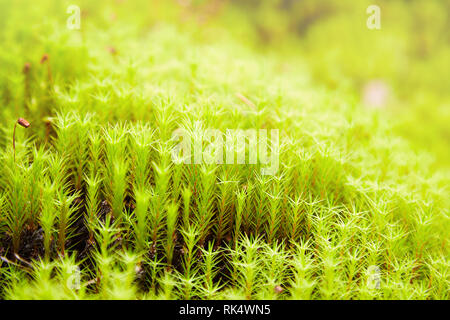 Green Moss (Polytrichum commune) an den Wald wachsen. Selektiver Fokus Stockfoto