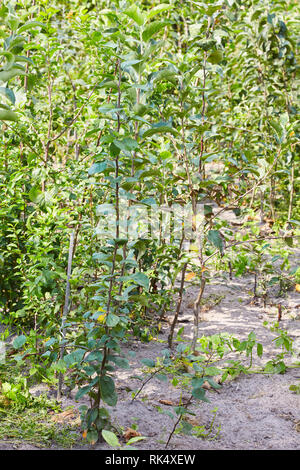 Der junge Apple plant mit grünen Blättern sonnenüberfluteten Stockfoto