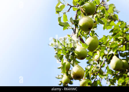 Frische reife Birnen auf dem Zweig wächst an einem Baum Stockfoto