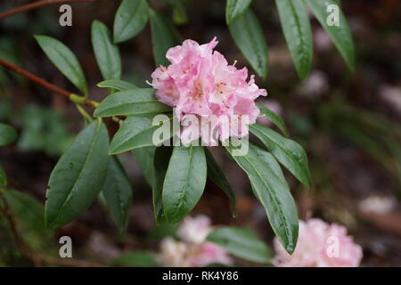 Rhododendron 'Weihnachtsatmosphäre' Clyne Gärten, Swansea, Wales, UK. Stockfoto