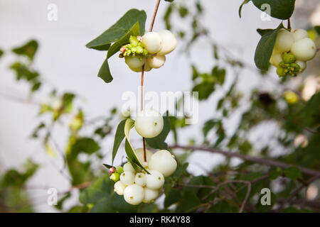 Symphoricarpos. Strauch mit dekorativen weißen Beeren. Strauch, der blüht im Herbst. Früchte der gemeinsamen snowberry, symphoricarpos Albus, Schnee Beeren, Stockfoto