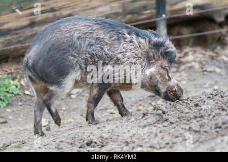 Männliche Visayan Warty Schwein/Sus cebifrons Stockfoto